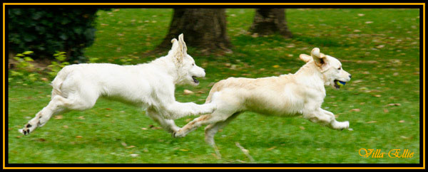 perro golden retriever cachorro villa ellie